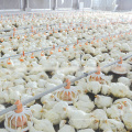 Conjunto completo de alta qualidade equipamentos de avicultura para frango